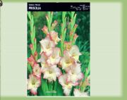 gladiolus-mieczyk-priscilla-5-szt.jpg