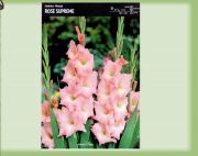 gladiolus-mieczyk-rose-supreme-5-szt.jpg