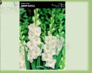 gladiolus-mieczyk-snowy-ruffle-5-sztuk.jpg