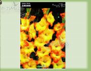 gladiolus-mieczyk-sunshine-5-sztuk.jpg