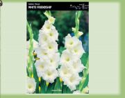 gladiolus-mieczyk-white-friendship-5-szt.jpg