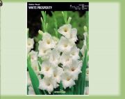 gladiolus-mieczyk-white-prosperity-5-szt.jpg
