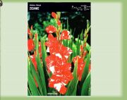 gladiolus-mieczyk-zizanie-5-szt.jpg