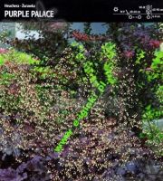 heuchera-purple-palace-4-szt-promocja!!!-bulwy-cebule-klacza-nasiona.jpg
