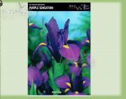 iris-kosaciec-holenderski-purple-sensation-10-szt.jpg
