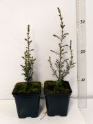jalowiec-pospolity-arnold-juniperus-communis-3000-szt.jpg