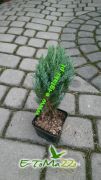 juniperus-chinensis-stricta-25cm-donica-0-5l.jpg