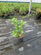 laurowisnia-wschodnia-rotundifolia-15-40cm-donica-2l.jpg