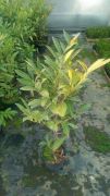 laurowisnia-wshodnia-rotundifolia-110cm-donica-wysylka.jpg