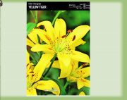 lilia-tygrysia-yellow-tiger-1-szt.jpg