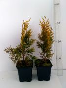 zywotnik-wschodni-aurea-nana-thuja-orientalis-500-szt.jpg